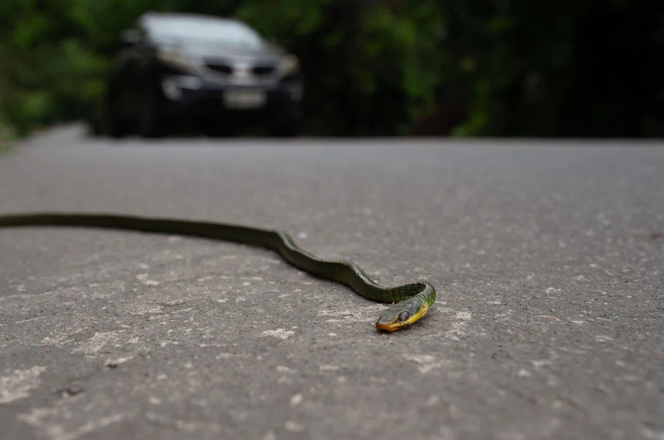 According to the Brazilian Center for Road Ecology, some 475 million vertebrate animals die on the road every year.