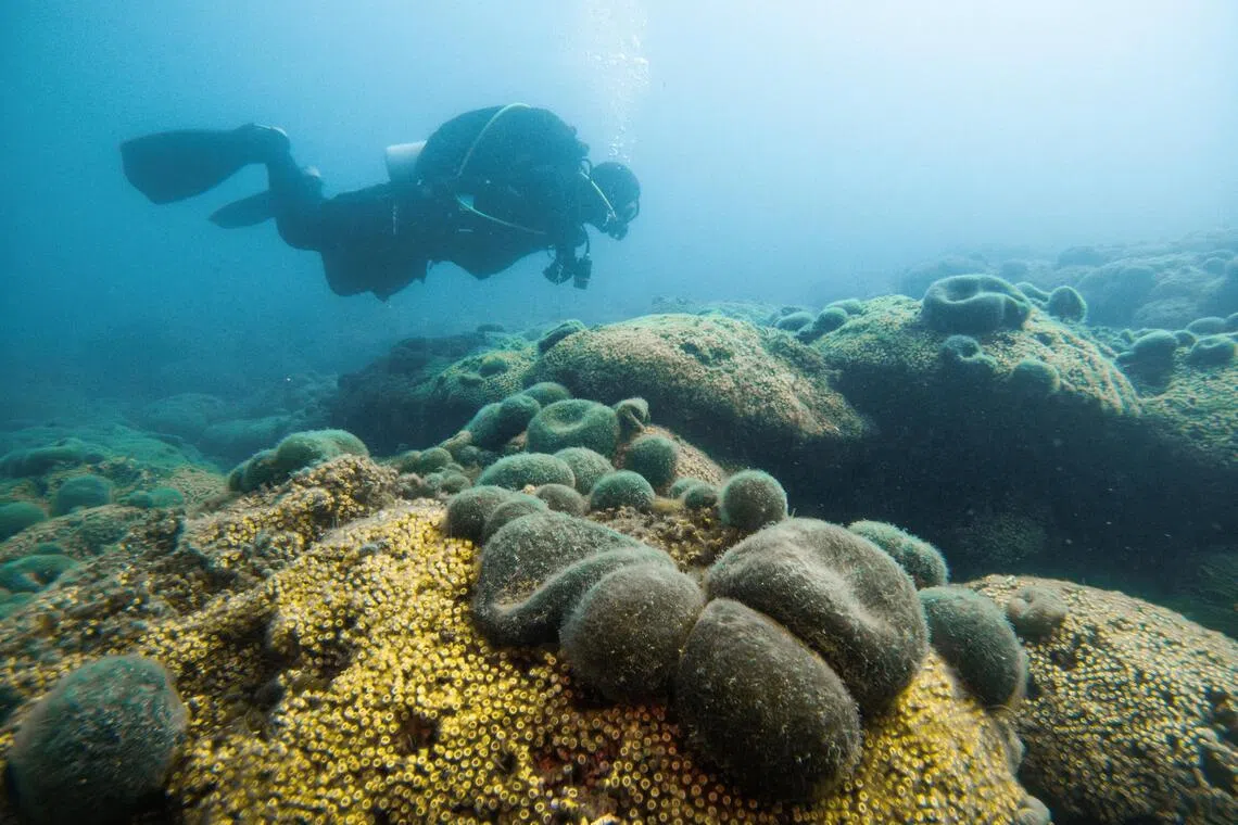 The vibrant landscape of climate tech solutions for the blue economy for ocean restoration and preservation of coral reefs, among others, are key financing opportunities for investors to realise long-term value and impact.