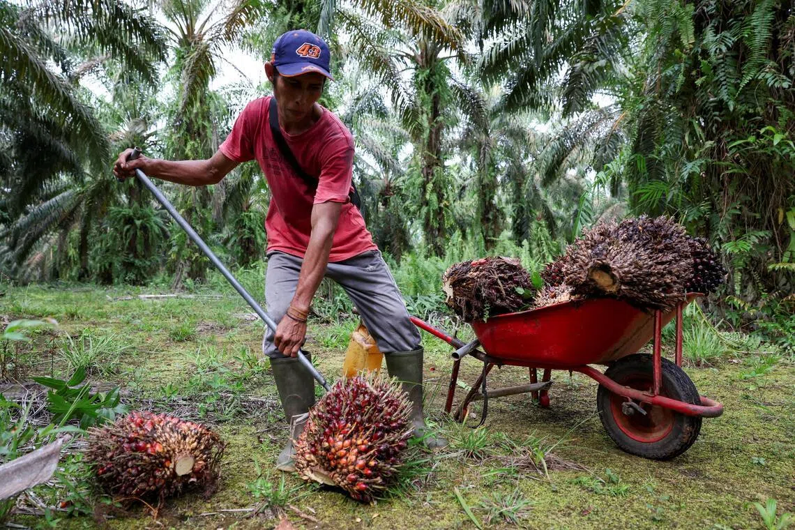 In 2026, BPDP expects to distribute funds for around 50,000 hectares of replanting.