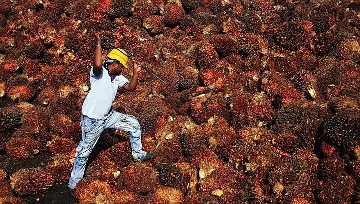 The lower court judges that previously acquitted the palm oil companies, including Wilmar, were arrested on charges of bribery.