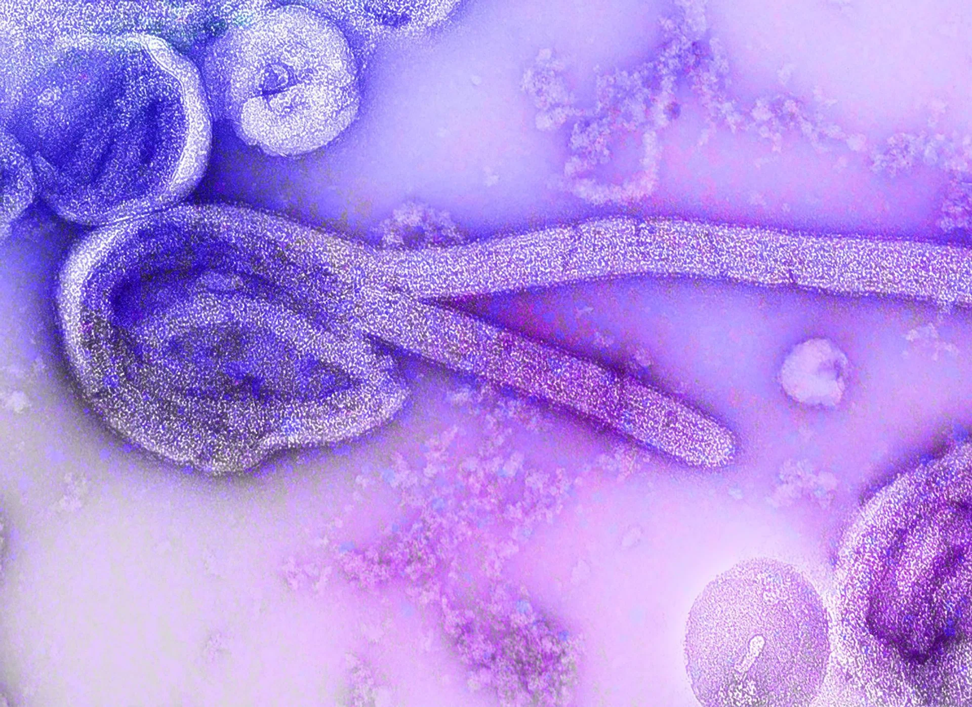 Singapore, Asian nations step up Ebola screening after WHO declares global health emergency