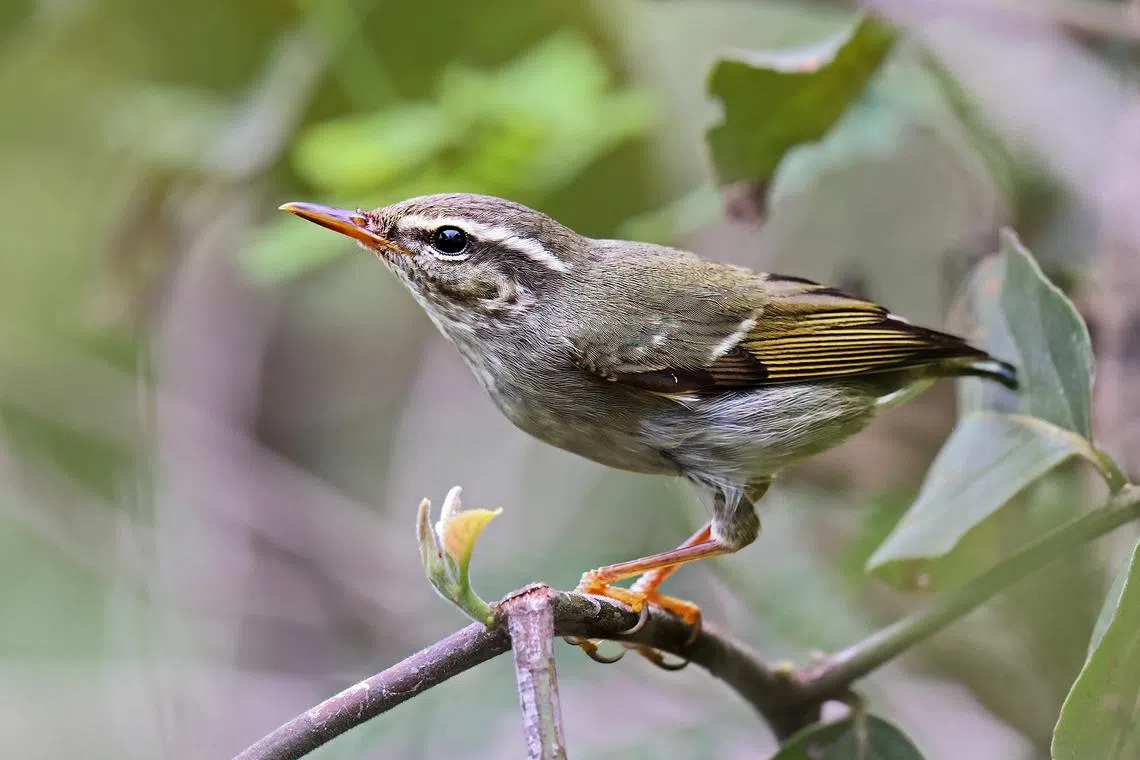 With visitors like the Arctic warbler, Singapore isn't just an aviation hub but an avian one too.