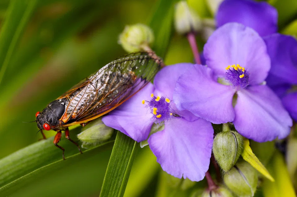 Mathematicians have long been intrigued by the question of why periodical cicadas follow prime number cycles, despite the lack of a clear evolutionary explanation.