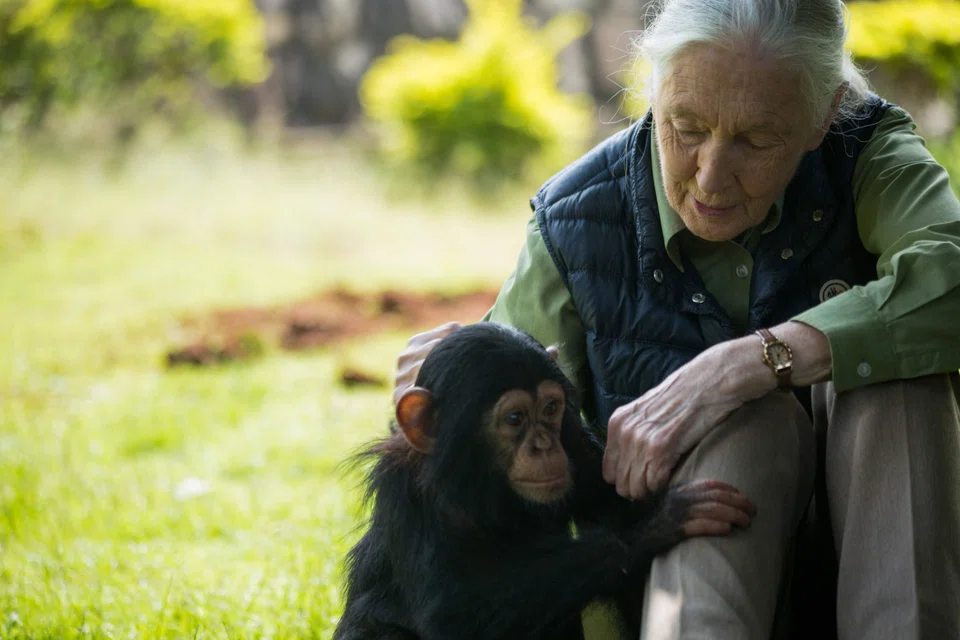 Goodall's approach of giving names to the chimpanzees she was studying, rather than the academic method of assigning numbers to them, has enabled us to see them as intelligent, sentient beings with emotions and unique personalities.