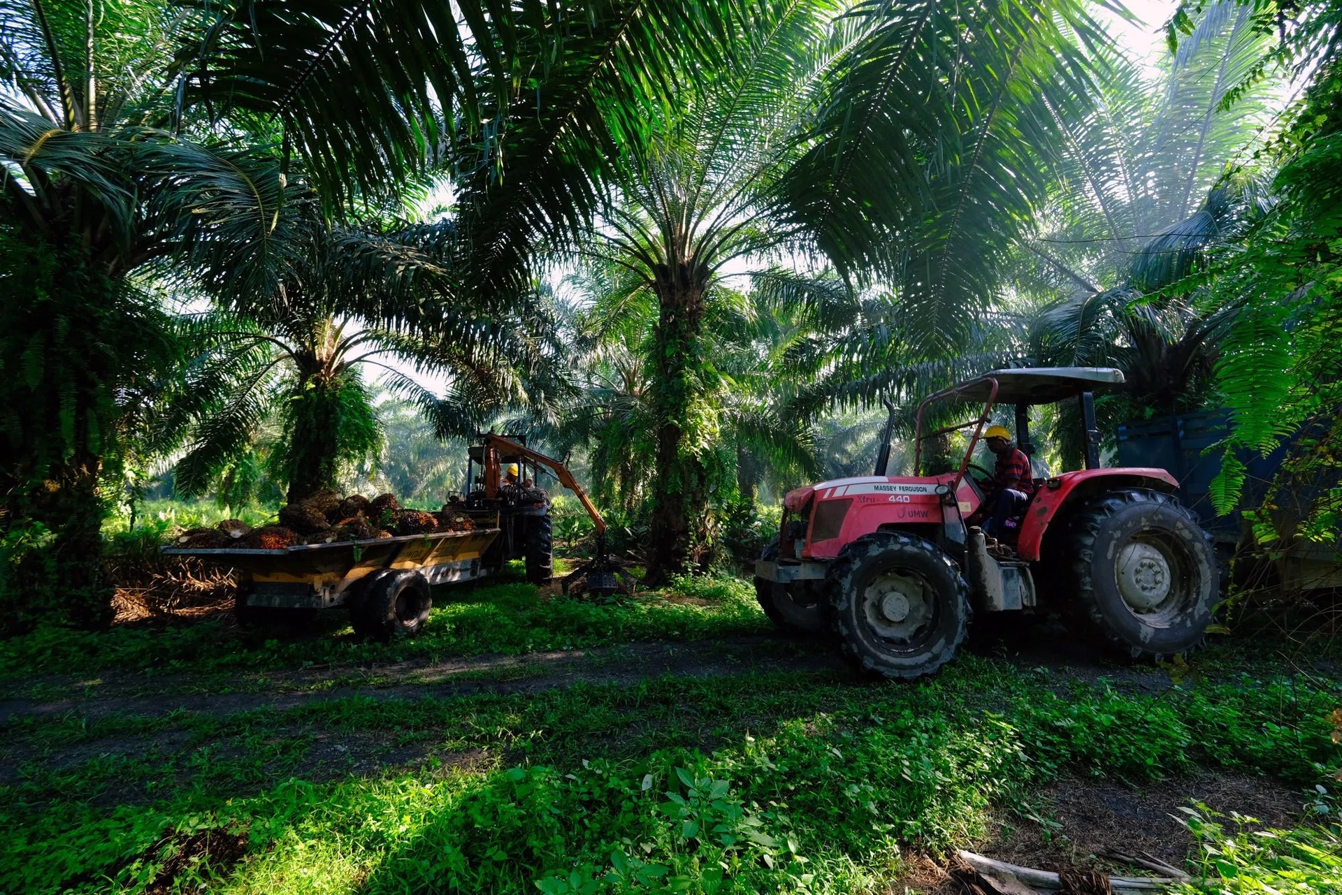 Malaysia palm oil output set for steep drop after Sabah floods