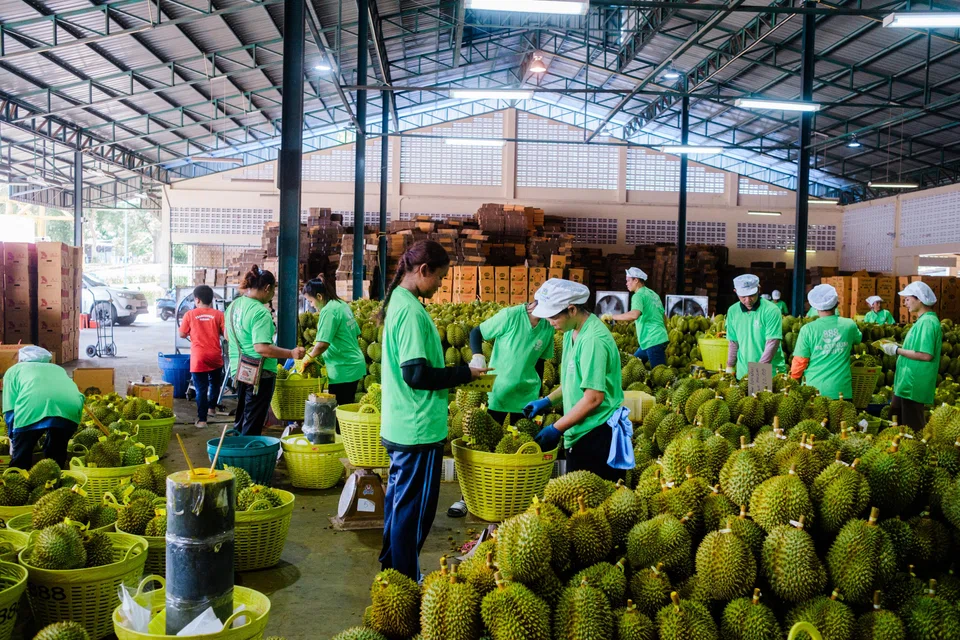 Durian is packed for export at a port in Laem Chabang, Thailand, which is by far the fruit’s biggest exporting country.