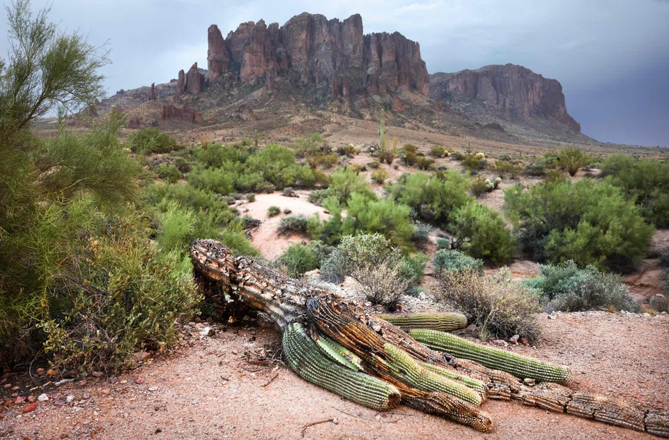 Nearly half of all cactus species in the US, including the saguaro cactus, are at risk of extinction.