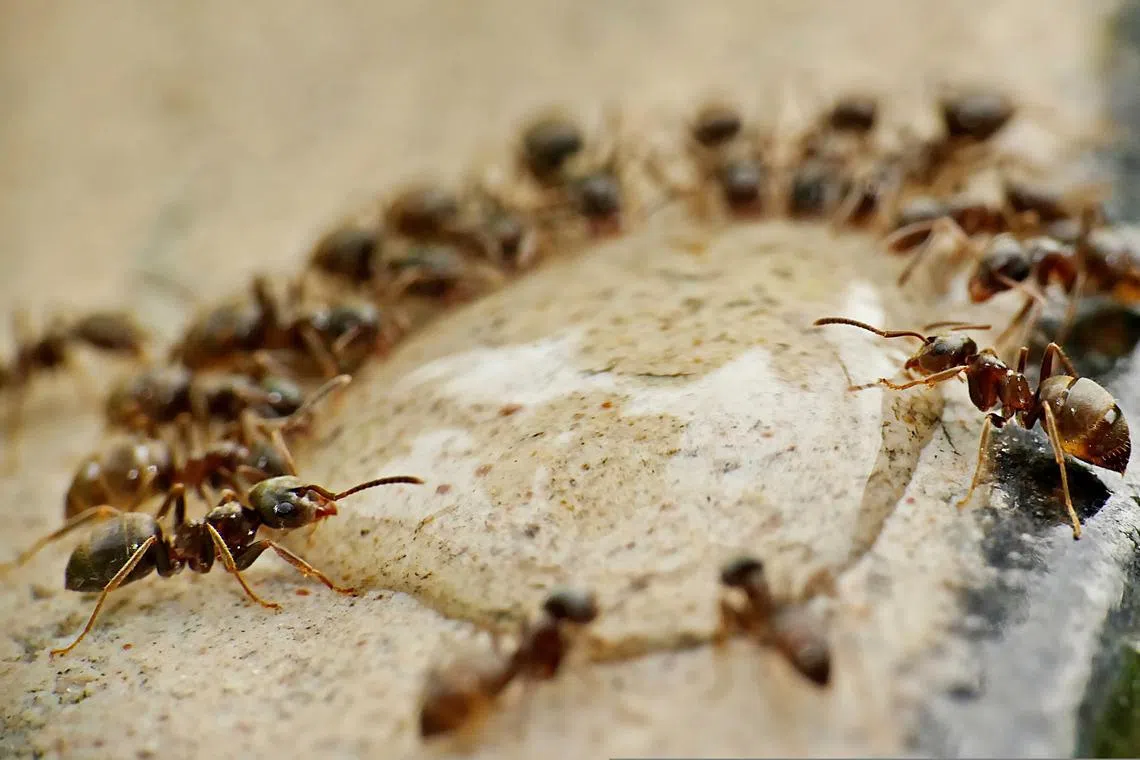 Individual humans still always beat individual ants, according to a research report. But the insects' performance vastly improves when they team up. Humans’ performance does not.