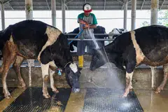 Several industry experts have expressed scepticism over the structure of the plan as well as the country’s readiness to manage a massive influx of cattle.