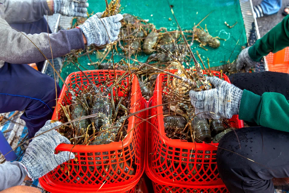 Vietnam has been exporting lobsters to China since at least 2000, the trade peaked in 2020 when Beijing banned imports from Australia. 