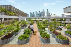 Urban farm at Parkroyal Collection Marina Bay. Singapore hotels have been upping their game in going green.