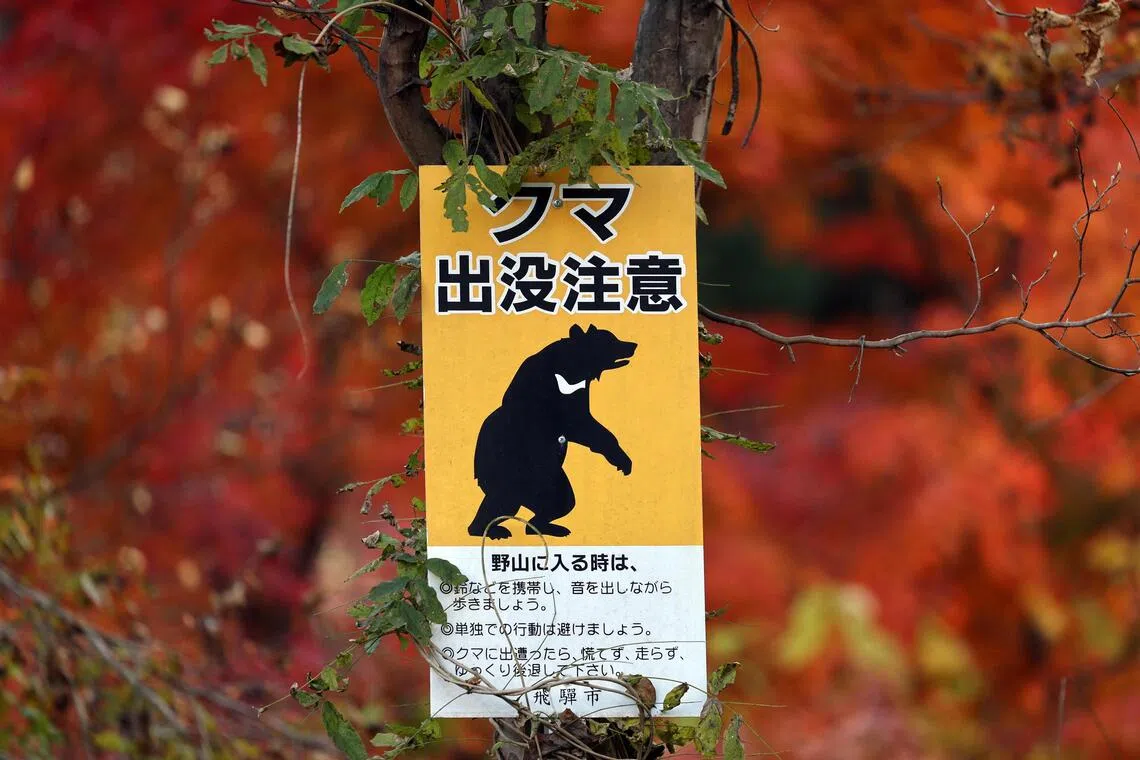 There has been a steady flow of genuine reports of bears entering homes, roaming near schools and rampaging in supermarkets, especially in rural northern regions.