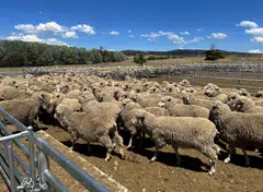 Australia last year exported 702,000 metric tons of lamb, mutton and goat meat worth US$3.6 billion, almost 200,000 tons more than in 2019, previously the biggest export year.