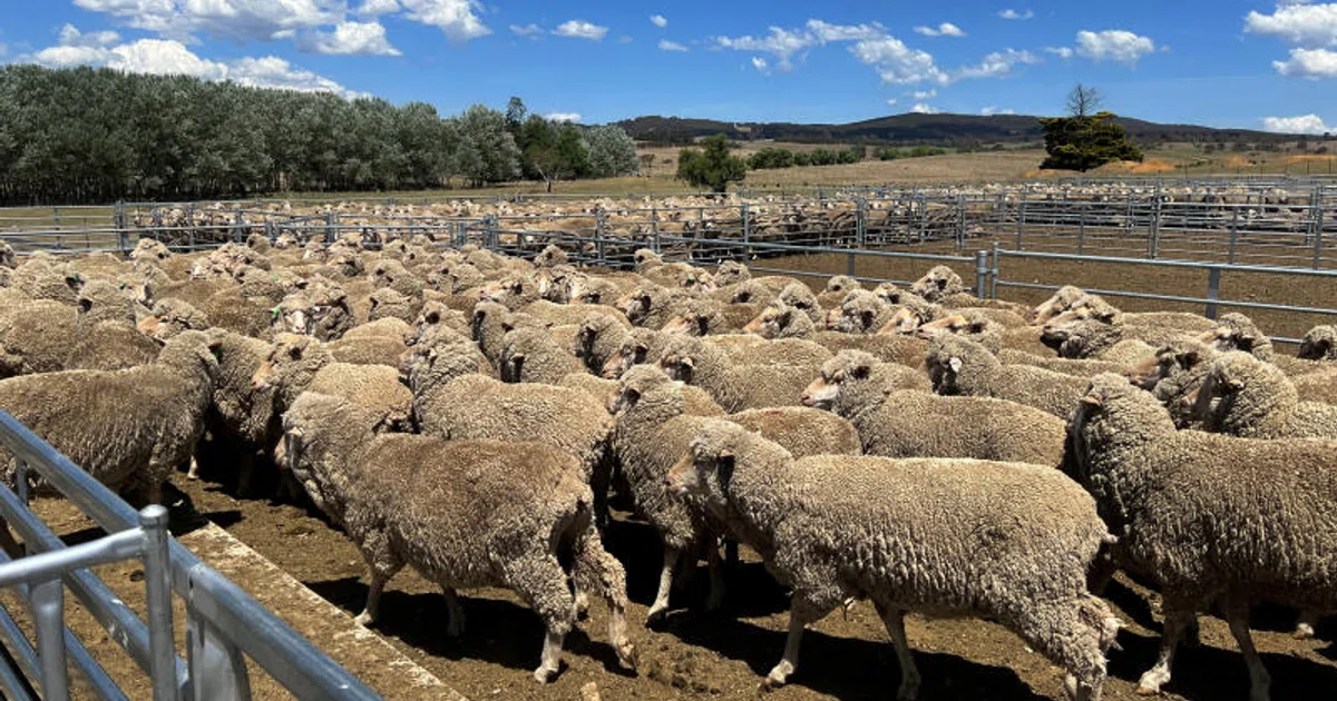 Australia cashes in on record sheep prices as meat exports surge - The ...