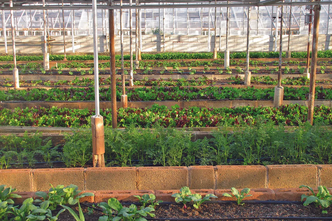 Edible community gardens, allotment plots, care farms and rooftop food forests show that small-scale, community-based models can be both productive and restorative.