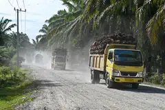 Indonesia is the world’s biggest exporter of palm oil.