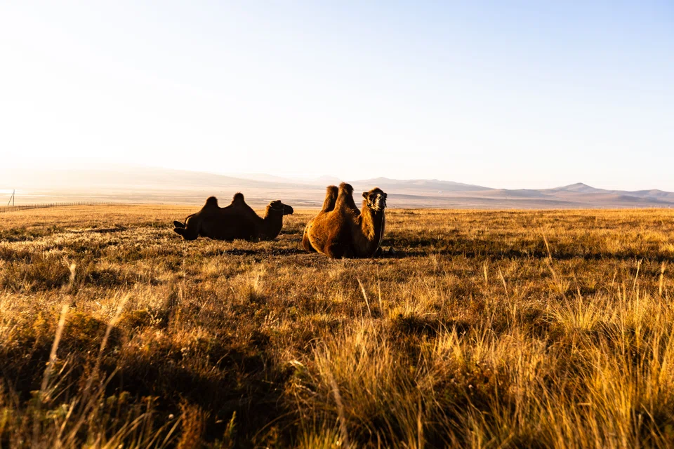 Double-humped camels.