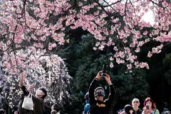 Even as Tokyo resumes its tradition of cherry-blossom viewing after the pandemic, other aspects of life in the capital might not return.