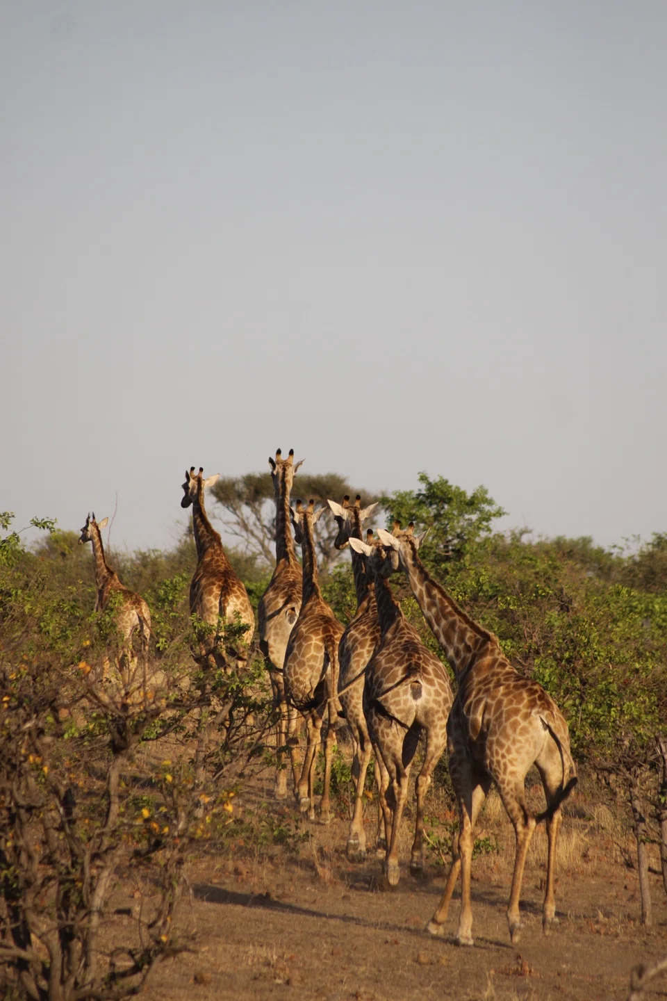  If giraffes are munching away, you can watch them dine from an unobtrusive vantage that’s otherwise impossible to obtain.