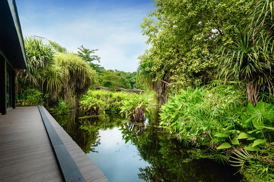 Equarius Hotel’s eco-pond is a designated biodiversity reserve.
 
