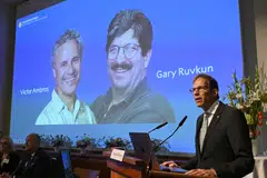 Nobel Committee Secretary General Thomas Perlmann speaks to the media in front of a picture of this year's laureates Victor Ambros and Gary Ruvkum during the announcement of the winners of the 2024 Nobel Prize in Physiology or Medicine at the Karolinska Institute in Stockholm.