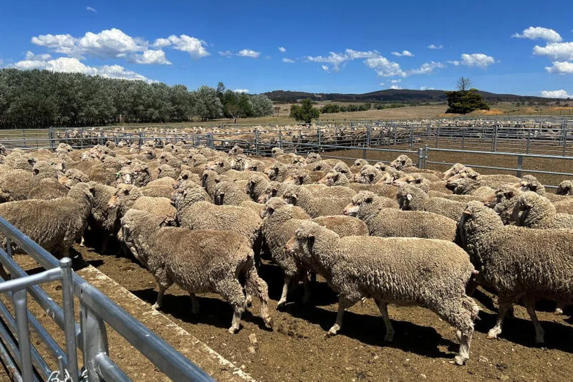 Australia last year exported 702,000 metric tons of lamb, mutton and goat meat worth US$3.6 billion, almost 200,000 tons more than in 2019, previously the biggest export year.