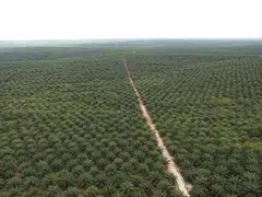 Improvement in revenue and net profit is due to higher average selling price of the group's palm products. 