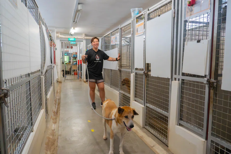 There are about 60 dogs at SOSD’s facility at The Animal Lodge at any time.