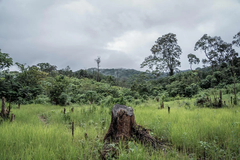 Globally, 6.4 million hectares of forest were lost in 2023, and targets to reduce deforestation were missed in almost all tropical regions, according to the 2024 Forest Declaration Assessment.
