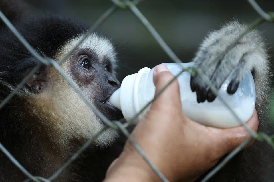 The Gibbon Conservation Society currently cares for 29 gibbons – 18 at its Pahang rehabilitation centre, and 11 in Sabah state on Borneo island.