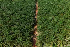 Indonesian forested areas are strictly regulated. Companies operating outside their licensed areas can expect fines, loss of their licences or even shutdowns.