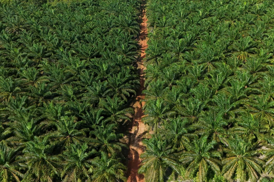 Indonesia, the world’s biggest producer of palm oil, has a total of 16.8 million hectares of palm oil plantations.