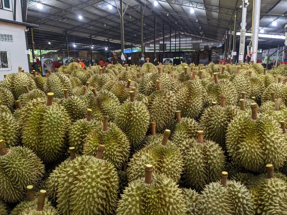 Thai migrant labour crunch leaves fruit rotting, jobs unfilled - The ...