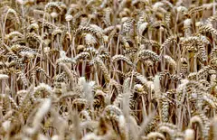 Wheat prices fell on seasonal availability from ongoing winter wheat harvests in the northern hemisphere and favourable conditions for spring wheat crops in Canada and the US.