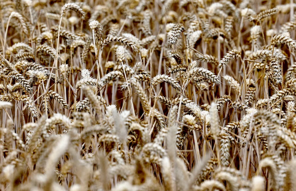Wheat prices fell on seasonal availability from ongoing winter wheat harvests in the northern hemisphere and favourable conditions for spring wheat crops in Canada and the US.