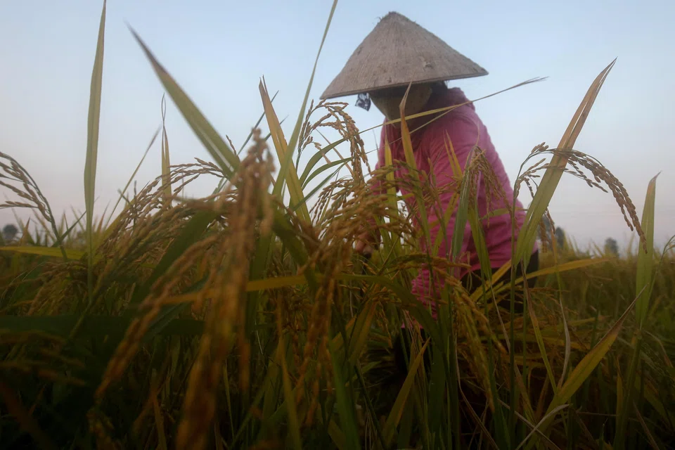Small-holder farmers in Asia contribute to 80 per cent of food produced in the region. However, many currently operate with outdated farming practices and would benefit from technological innovation.