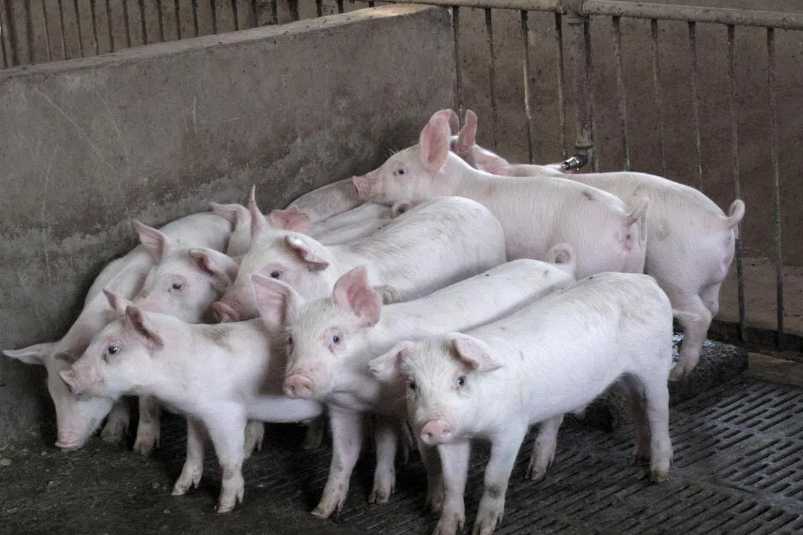 China's plan to restrict hog transport will reshape two trillion yuan pork industry