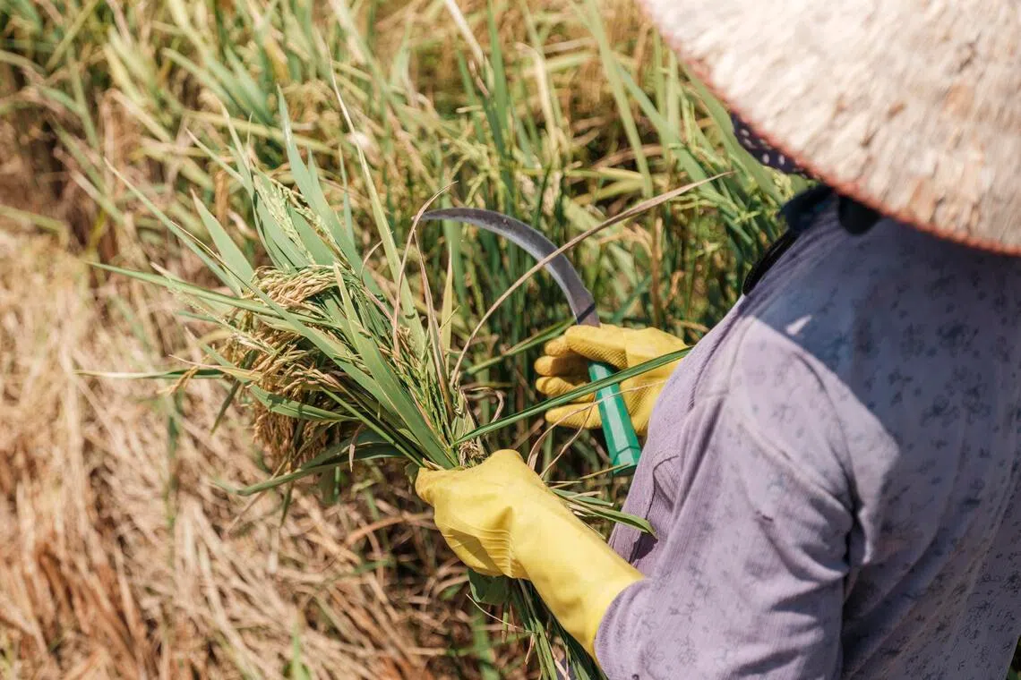 Around 90% of the rice Vietnam ships – mostly to the Philippines, but also to Africa and the US – comes from the Mekong.