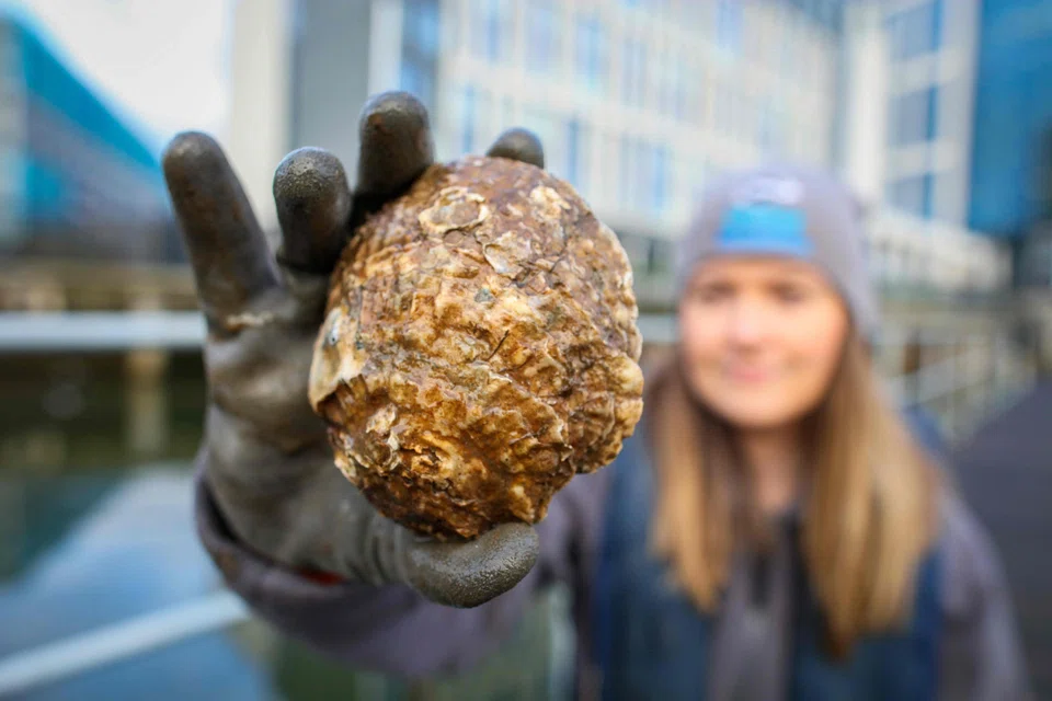Oysters are making a comeback thanks to a nursery installation project aimed at boosting marine life and water quality.