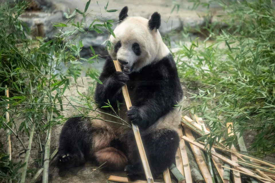 The zoo’s first naturally-conceived panda, Xiang Xiang was also the first-born there for years, enhancing her popularity. 