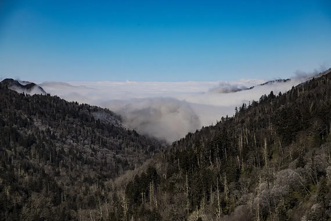 Great Smoky Mountains National Park, US: The future of America's national forests is being shaped now.