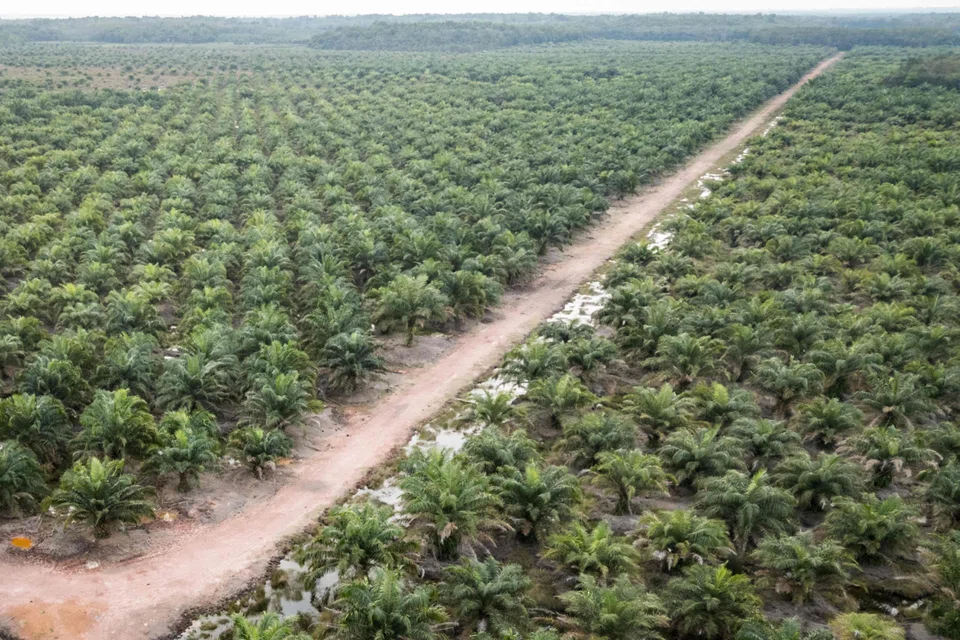 An oil palm plantation in South Sumatra. South-east Asia's carbon markets have grown, but at an uneven pace.