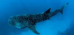 The landmark treaty will reinforce efforts to protect biodiversity in the high seas, preserving marine creatures like the whale shark, a top ocean predator. 