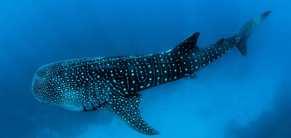 The landmark treaty will reinforce efforts to protect biodiversity in the high seas, preserving marine creatures like the whale shark, a top ocean predator. 