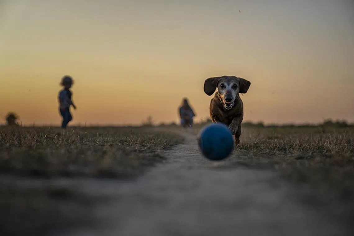 The team of Austrian researchers put headgear on 20 dogs to detect exactly where the pooches looked when they were confronted with a range of scenarios.