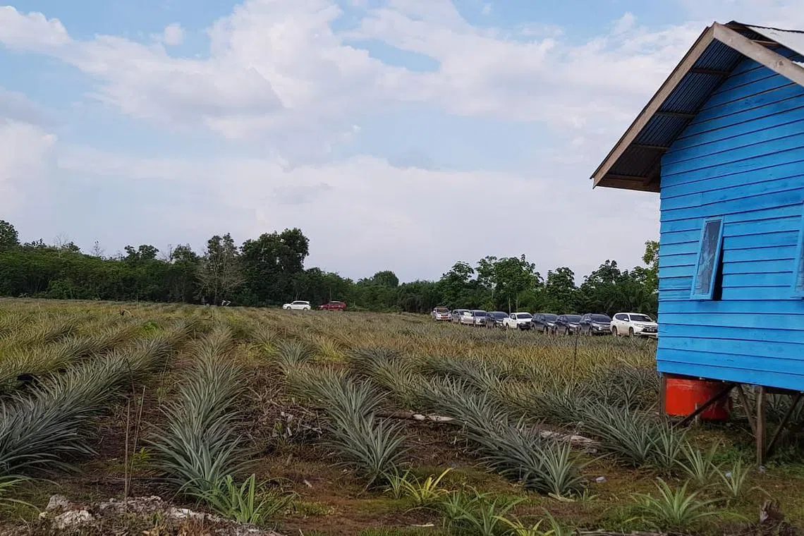 Millennials are getting coaxed into the grueling world of Indonesian farming