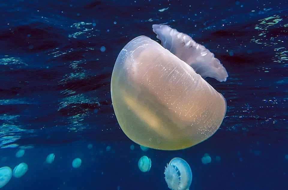 Is cellular degeneration inevitable? Dr Ramakrishnan notes that some species, such as jellyfish, respond to injury or stress by rejuvenating themselves.