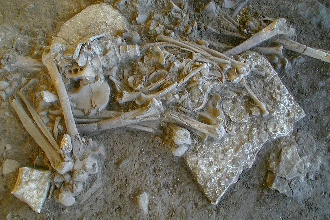 One of the complete skeletons found in the Fraelsegarden passage grave, in Falbygden, Sweden. The skeleton is of a woman aged around 30-40 years old.  