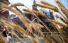 Russia has the upper hand in its embargo on Ukrainian wheat exports, as low global wheat prices mean it is unlikely to alienate allies in the Global South.
