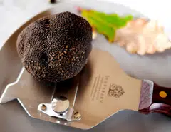 Black Périgord truffles vary in size from 3cm in diameter to the size of a large orange. 